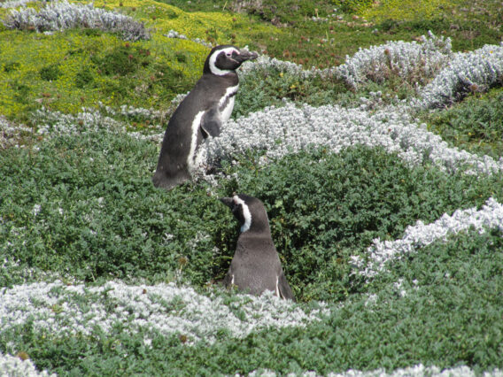 Mehr über den Artikel erfahren Chile – Südpatagonien: Pinguinera Seno Otway