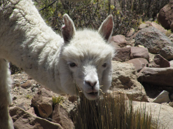 Mehr über den Artikel erfahren Peru: Von Arequipa nach Yanque