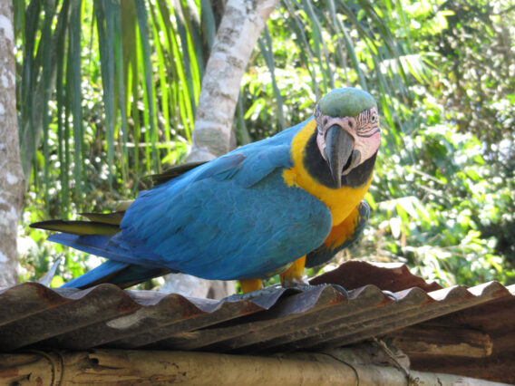 Mehr über den Artikel erfahren Peru: Vom Bergnebelwald zum Rio Madre de Dios