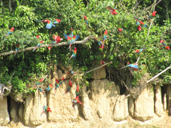 Mehr über den Artikel erfahren Peru: Zwei Tapire und 150 Aras im Manu Nationalpark