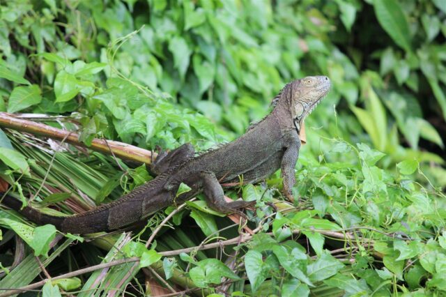 Mehr über den Artikel erfahren Costa Rica Tag 3: Tortuguero Dschungelabenteuer