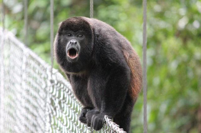 Mehr über den Artikel erfahren Costa Rica Tag 6-7: Nationalpark Monteverde