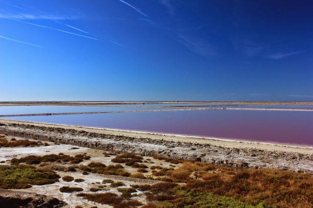 Mehr über den Artikel erfahren Südfrankreich Tag 6: Die Camargue