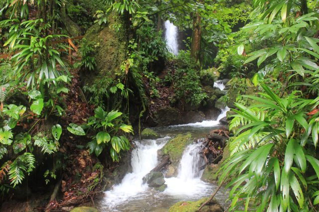 Mehr über den Artikel erfahren Karibik Tag 4: Emerald Pool und der Süden von Dominica