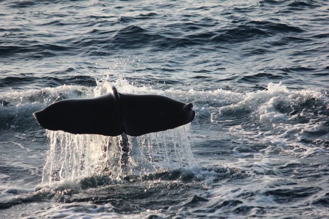 Mehr über den Artikel erfahren Karibik Tag 5: Kajaktour und Whale Watching