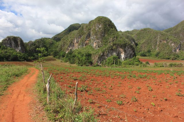 Mehr über den Artikel erfahren Kuba Tag 13: Wanderung im Valle de Vinales und Höhlen-Besichtigung