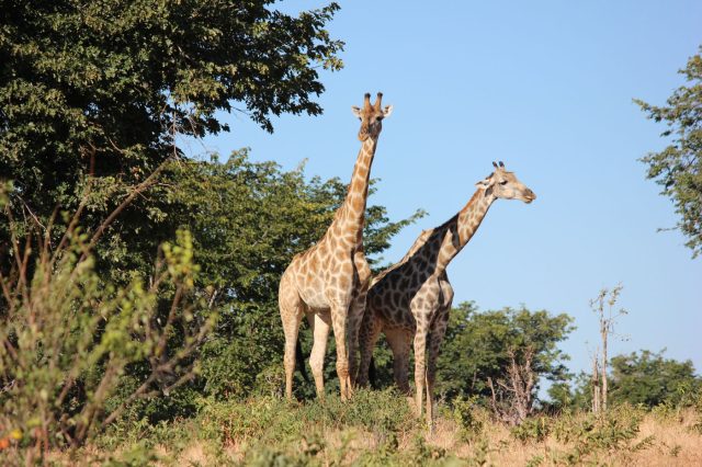 Mehr über den Artikel erfahren Namibia Rundreise – Überblick