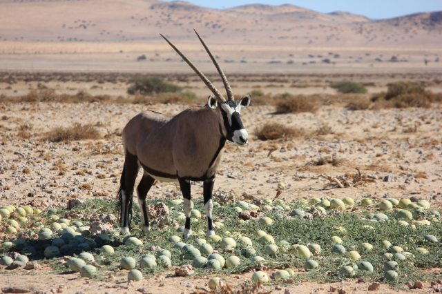 Mehr über den Artikel erfahren Namibia Tag 5: Eine tolle Wanderung, viele Wildpferde und das pittoreske Lüderitz