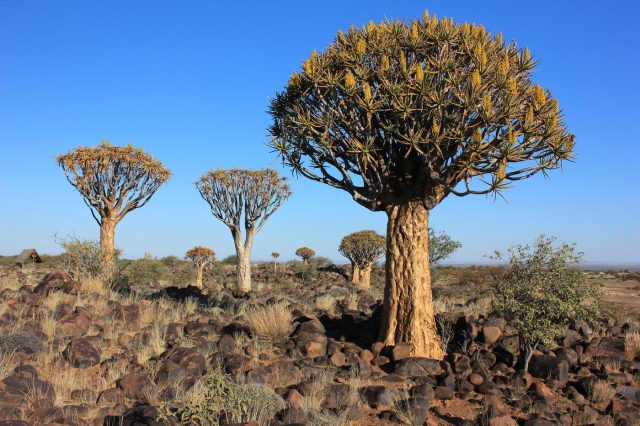 Mehr über den Artikel erfahren Namibia Tag 3: Hardap Dam, Giants Playground und ein Köcherbaumwald