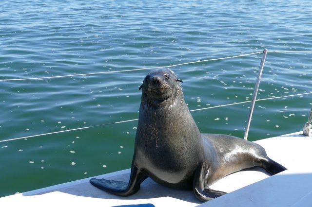 Mehr über den Artikel erfahren Namibia Tag 10: Seehunden und Pelikanen ganz nah am Pelican Point bei Walvis Bay