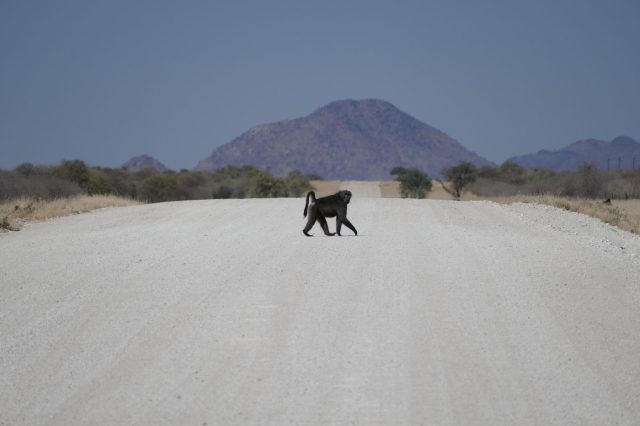 Mehr über den Artikel erfahren Namibia Tag 11: Fahrt zum Etosha Nationalpark