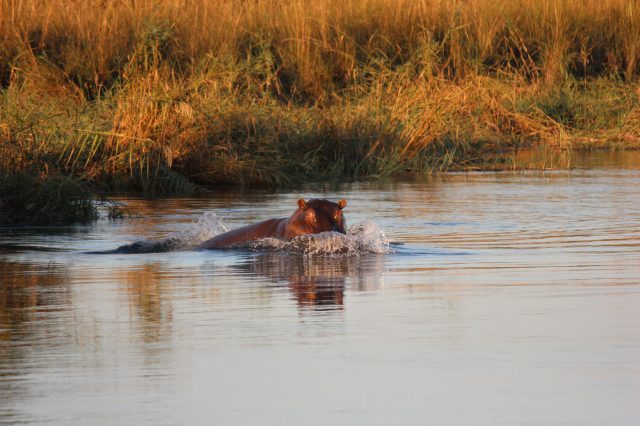 Mehr über den Artikel erfahren Namibia Tag 14+15: Fahrt über Rundu nach Popa Falls