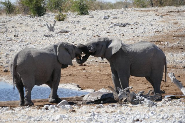 Mehr über den Artikel erfahren Namibia Tag 12+13: Etosha Nationalpark Safari