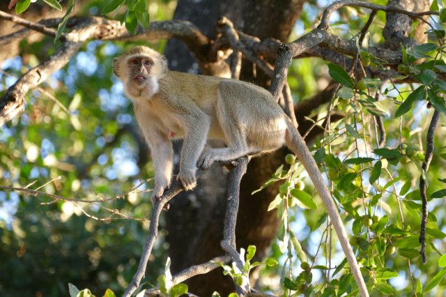 Mehr über den Artikel erfahren Namibia Tag 16: Fahrt nach Kasane in Botswana