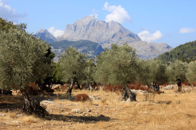 Mehr über den Artikel erfahren Mallorca Tag 2: Rundwanderung bei Puig Roig und Roca Roja