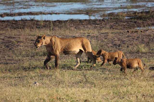 Mehr über den Artikel erfahren Namibia Tag 17: Chobe Nationalpark Safari