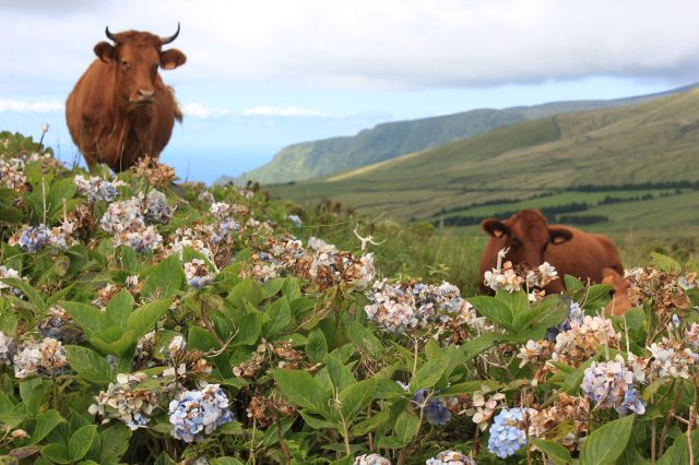 Mehr über den Artikel erfahren Azoren Tag 2:  Die Insel Flores – Liebe auf den ersten Blick!