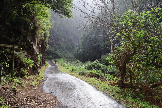 Mehr über den Artikel erfahren La Palma Tag 7: Im Urwald von Cubo de la Galga