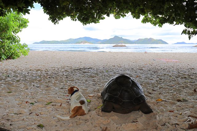 Mehr über den Artikel erfahren Seychellen Tag 9: Überfahrt von La Digue nach Mahé