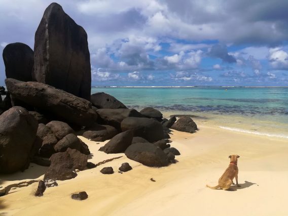 Mehr über den Artikel erfahren Seychellen Tag 15: Strandtag an der Anse Royale