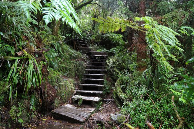 Mehr über den Artikel erfahren Réunion und Mauritius Tag 10: Wanderung zum Trou de Fer