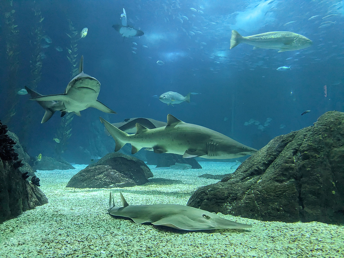 Mehr über den Artikel erfahren Lissabon Tag 8: Das Ozeanarium im Parque de Nacioes