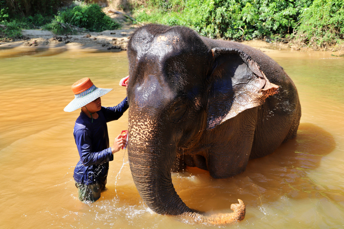 Mehr über den Artikel erfahren Thailand Tag 13: Elefanten und Makaken ganz nah
