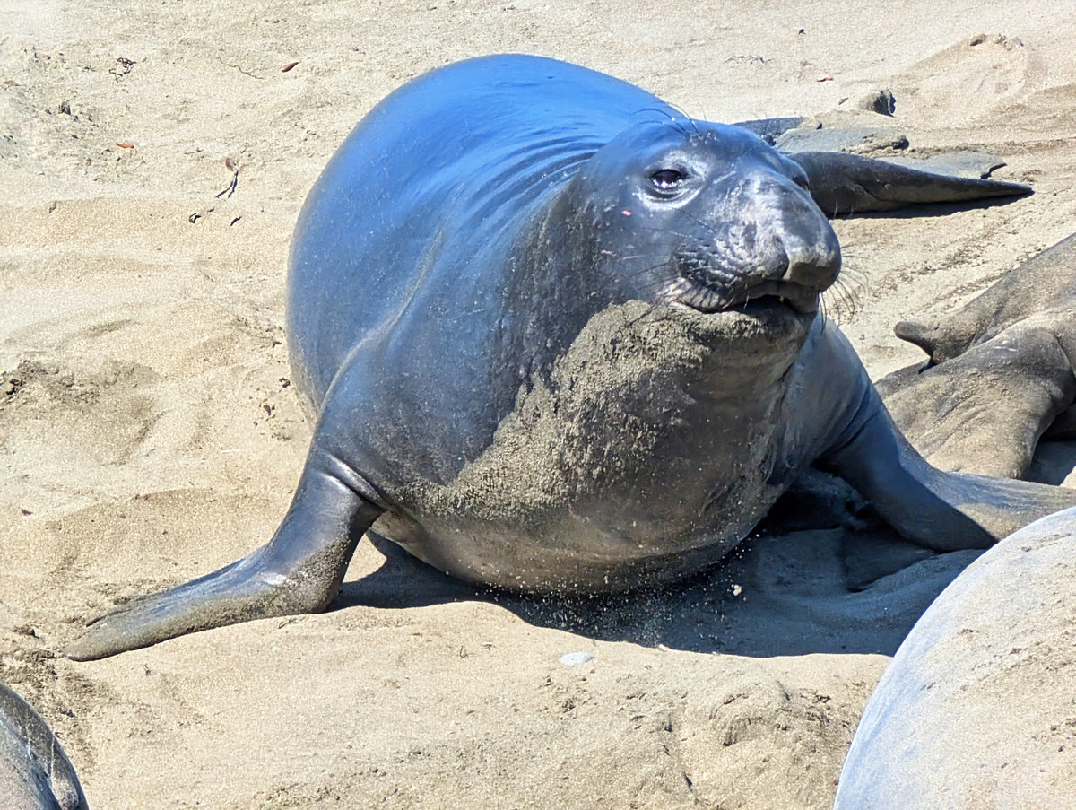 Mehr über den Artikel erfahren Kalifornien Tag 7: See-Elefanten, Hearst Castle und Solvang